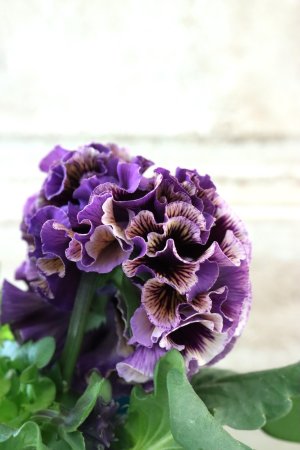 画像4: Fringe Panzy〜Doracula・ドラキュラ〜 No.10