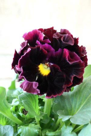 画像3: Fringe Panzy〜Doracula・ドラキュラ〜 No.17