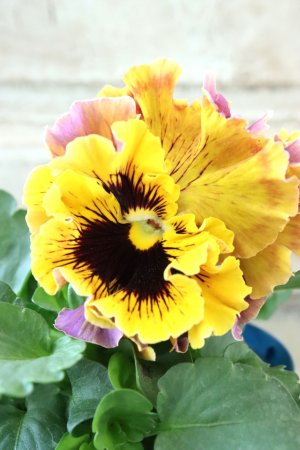 画像2: Fringe Panzy〜Doracula・ドラキュラ〜 No.14