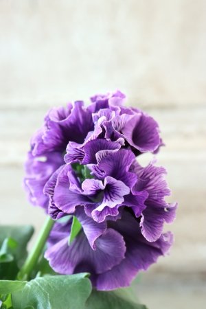 画像4: Fringe Panzy〜Doracula・ドラキュラ〜 No.33