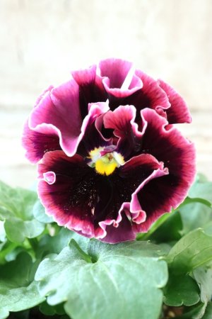 画像3: Fringe Panzy〜Doracula・ドラキュラ〜 No.35