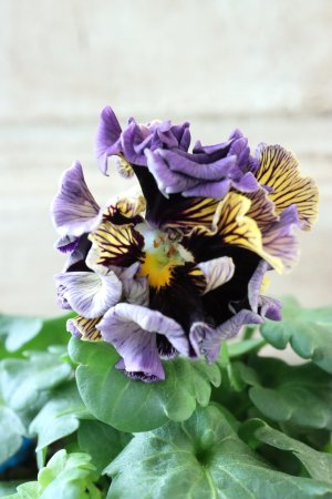 画像2: Fringe Panzy〜Doracula・ドラキュラ〜 No.24