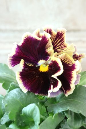 画像2: Fringe Panzy〜Doracula・ドラキュラ〜 No.28