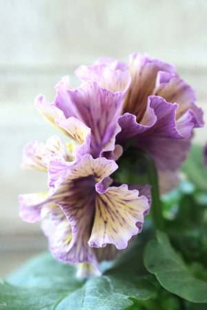 画像4: Fringe Panzy〜Doracula・ドラキュラ〜 No.3