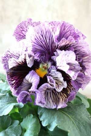 画像2: Fringe Panzy〜Doracula・ドラキュラ〜 No.29