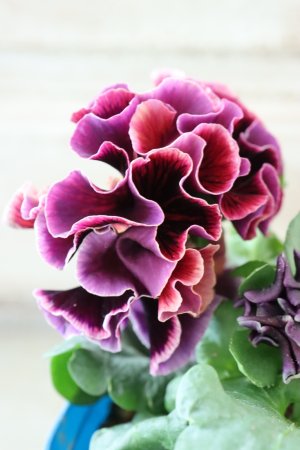 画像4: Fringe Panzy〜Doracula・ドラキュラ〜 No.37