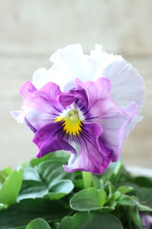 画像2: Fee des neiges  "フェデネージュ ブルー/パープル" No.39