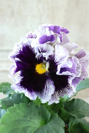 画像3: Fringe Panzy〜Doracula・ドラキュラ〜 No.5