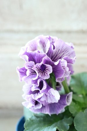 画像4: Fringe Panzy〜Doracula・ドラキュラ〜 No.34