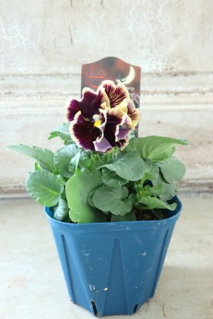 画像5: Fringe Panzy〜Doracula・ドラキュラ〜 No.28