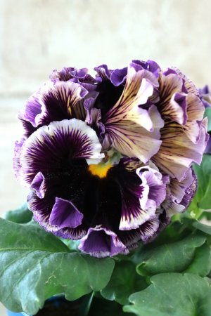 画像3: Fringe Panzy〜Doracula・ドラキュラ〜 No.10