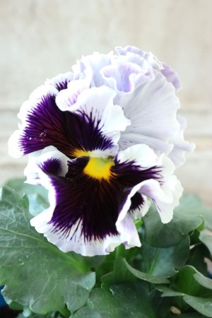 画像1: Fringe Panzy〜Doracula・ドラキュラ〜 No.32