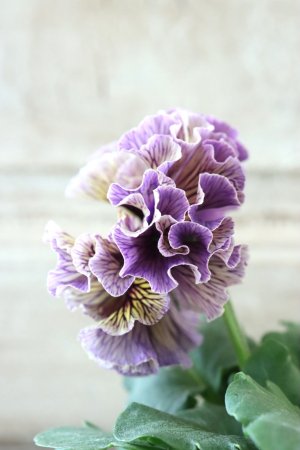 画像4: Fringe Panzy〜Doracula・ドラキュラ〜 No.23