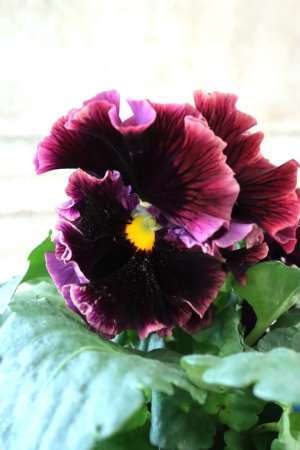 画像3: Fringe Panzy〜Doracula・ドラキュラ〜 No.7