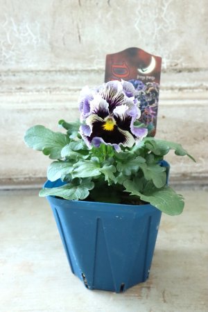 画像5: Fringe Panzy〜Doracula・ドラキュラ〜 No.36