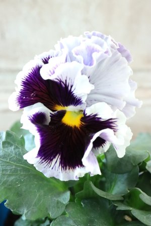 画像3: Fringe Panzy〜Doracula・ドラキュラ〜 No.32