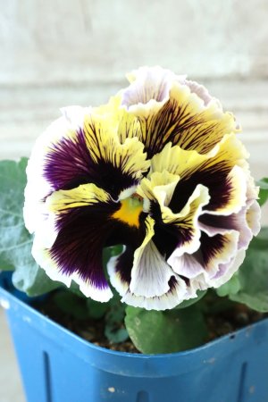 画像1: Fringe Panzy〜Doracula・ドラキュラ〜 No.11