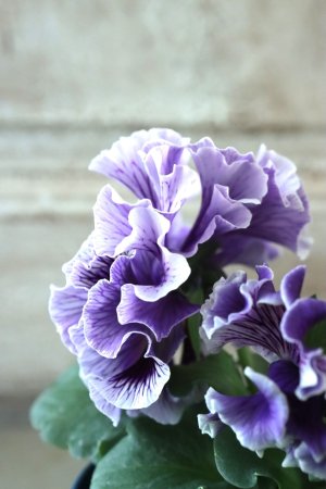 画像4: Fringe Panzy〜Doracula・ドラキュラ〜 No.8