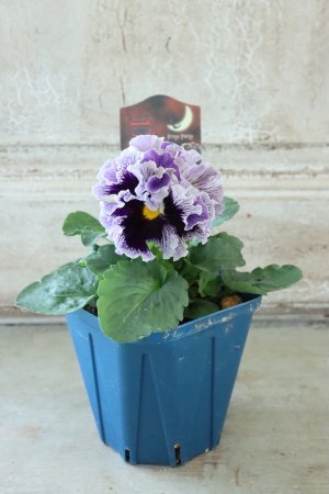 画像5: Fringe Panzy〜Doracula・ドラキュラ〜 No.5