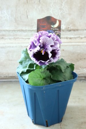 画像5: Fringe Panzy〜Doracula・ドラキュラ〜 No.34