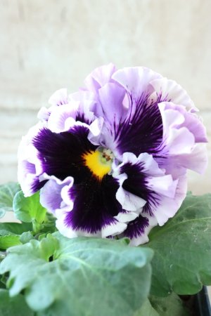 画像3: Fringe Panzy〜Doracula・ドラキュラ〜 No.15