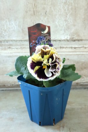 画像6: Fringe Panzy〜Doracula・ドラキュラ〜 No.11