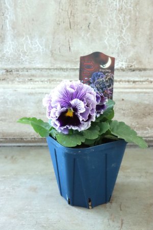 画像5: Fringe Panzy〜Doracula・ドラキュラ〜 No.8