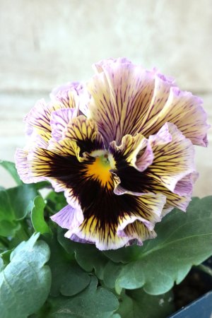 画像2: Fringe Panzy〜Doracula・ドラキュラ〜 No.3