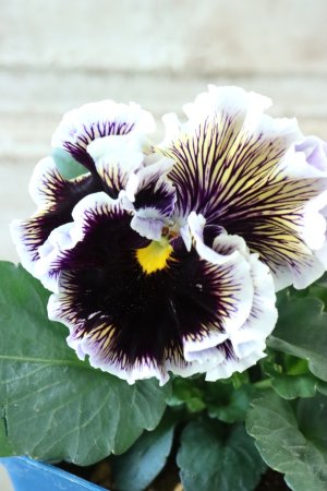 画像1: Fringe Panzy〜Doracula・ドラキュラ〜 No.1