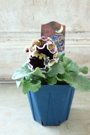 画像5: Fringe Panzy〜Doracula・ドラキュラ〜 No.25