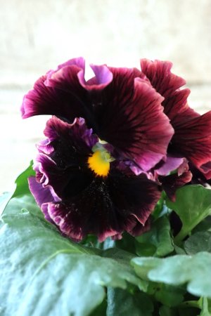 画像1: Fringe Panzy〜Doracula・ドラキュラ〜 No.7