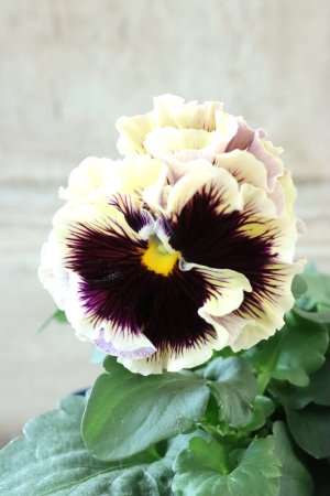 画像3: Fringe Panzy〜Doracula・ドラキュラ〜 No.31