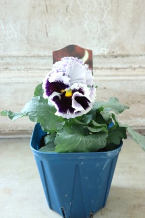 画像5: Fringe Panzy〜Doracula・ドラキュラ〜 No.32