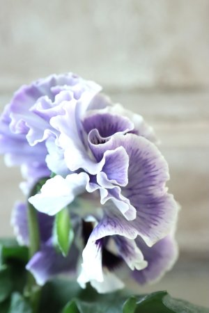 画像4: Fringe Panzy〜Doracula・ドラキュラ〜 No.32