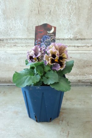 画像5: Fringe Panzy〜Doracula・ドラキュラ〜 No.3