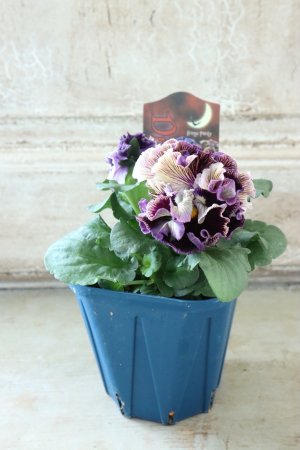 画像5: Fringe Panzy〜Doracula・ドラキュラ〜 No.26