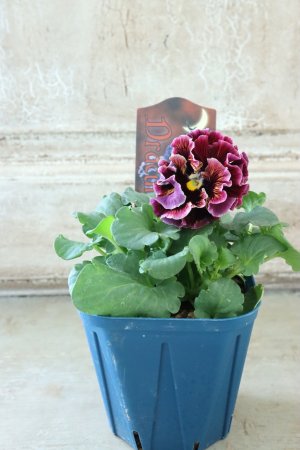 画像5: Fringe Panzy〜Doracula・ドラキュラ〜 No.16