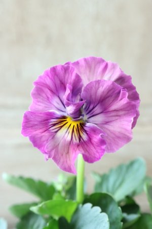 画像2: Fee des neiges  "フェデネージュ ブルー/パープル" No.37