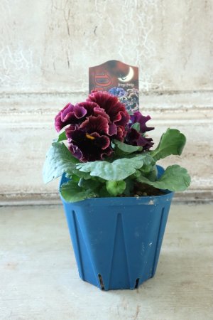 画像5: Fringe Panzy〜Doracula・ドラキュラ〜 No.7