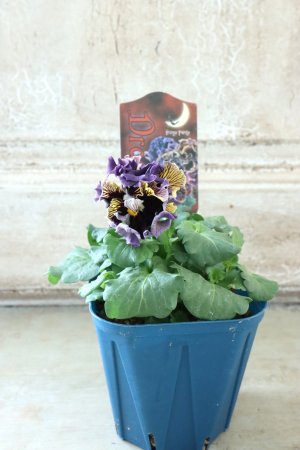 画像5: Fringe Panzy〜Doracula・ドラキュラ〜 No.24