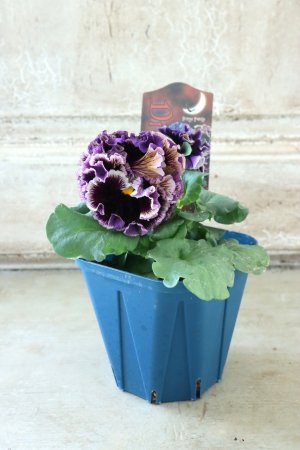 画像5: Fringe Panzy〜Doracula・ドラキュラ〜 No.10