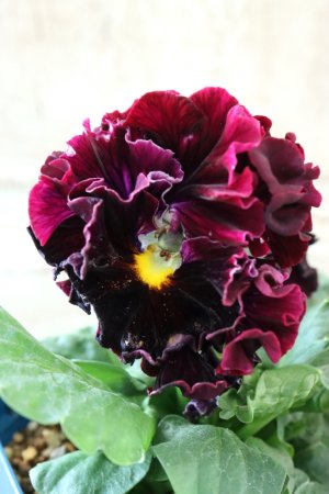 画像3: Fringe Panzy〜Doracula・ドラキュラ〜 No.30