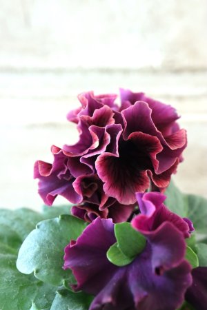 画像4: Fringe Panzy〜Doracula・ドラキュラ〜 No.7