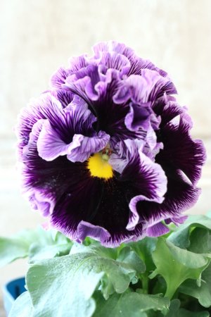 画像2: Fringe Panzy〜Doracula・ドラキュラ〜 No.33