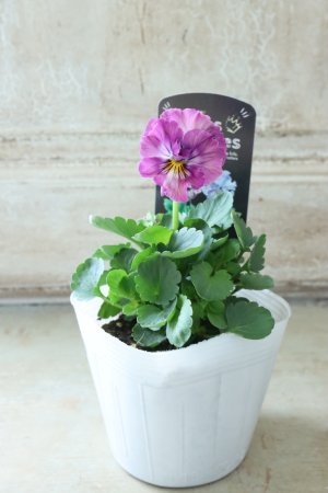 画像4: Fee des neiges  "フェデネージュ ブルー/パープル" No.37