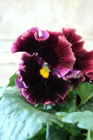 画像2: Fringe Panzy〜Doracula・ドラキュラ〜 No.7