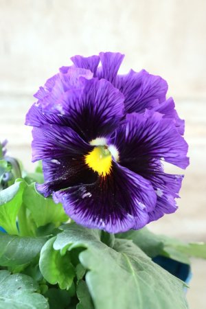 画像2: Fringe Panzy〜Doracula・ドラキュラ〜 No.22