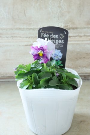 画像4: Fee des neiges  "フェデネージュ ブルー/パープル" No.39