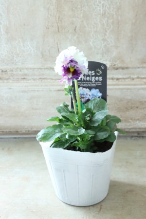 画像4: Fee des neiges  "フェデネージュ ブルー/パープル" No.42