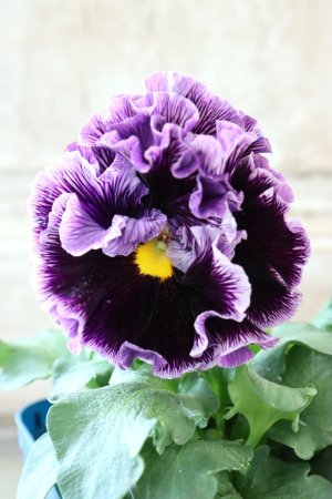 画像3: Fringe Panzy〜Doracula・ドラキュラ〜 No.33